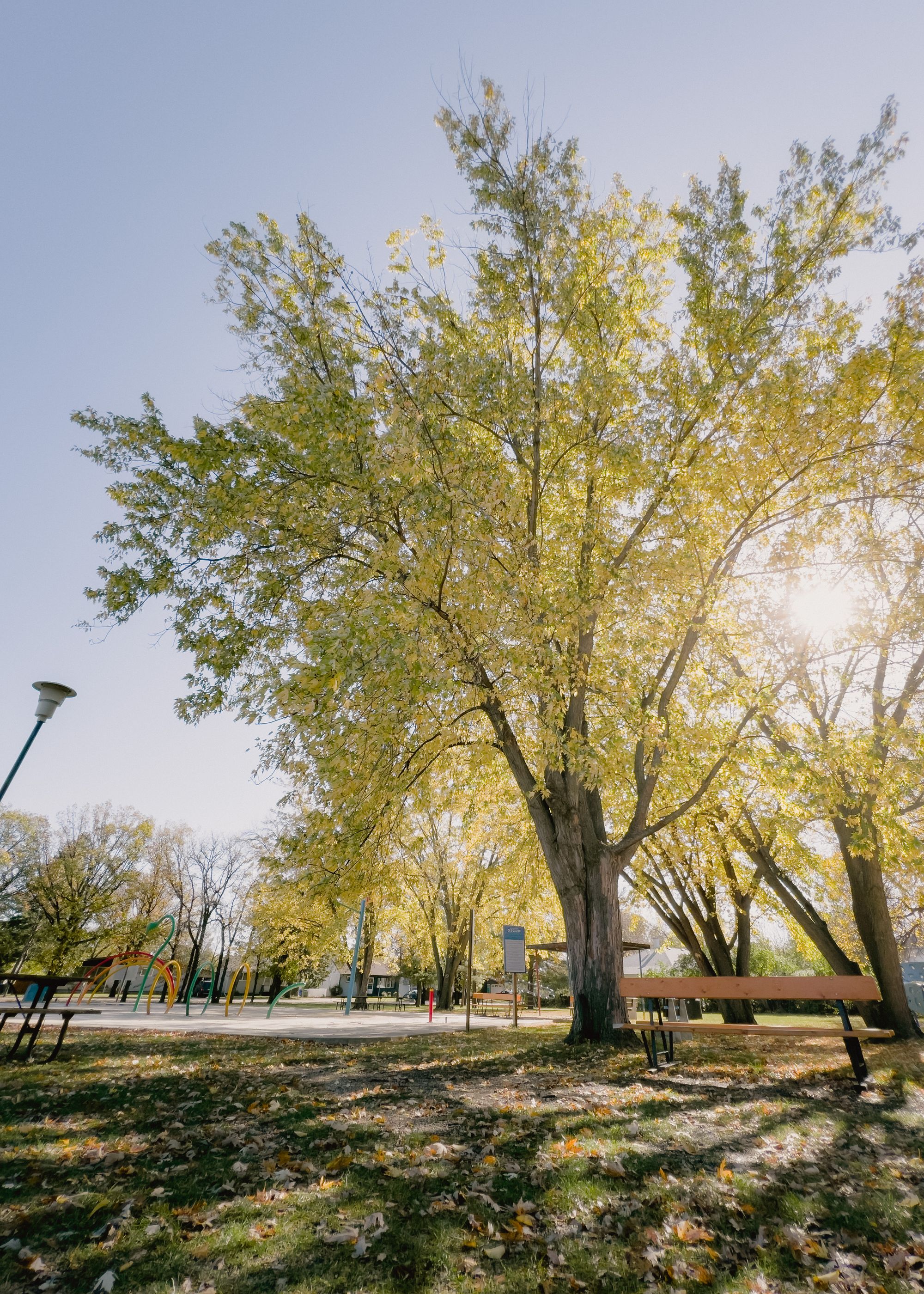 Sharpening Gallery, Shade Tree Sharpening