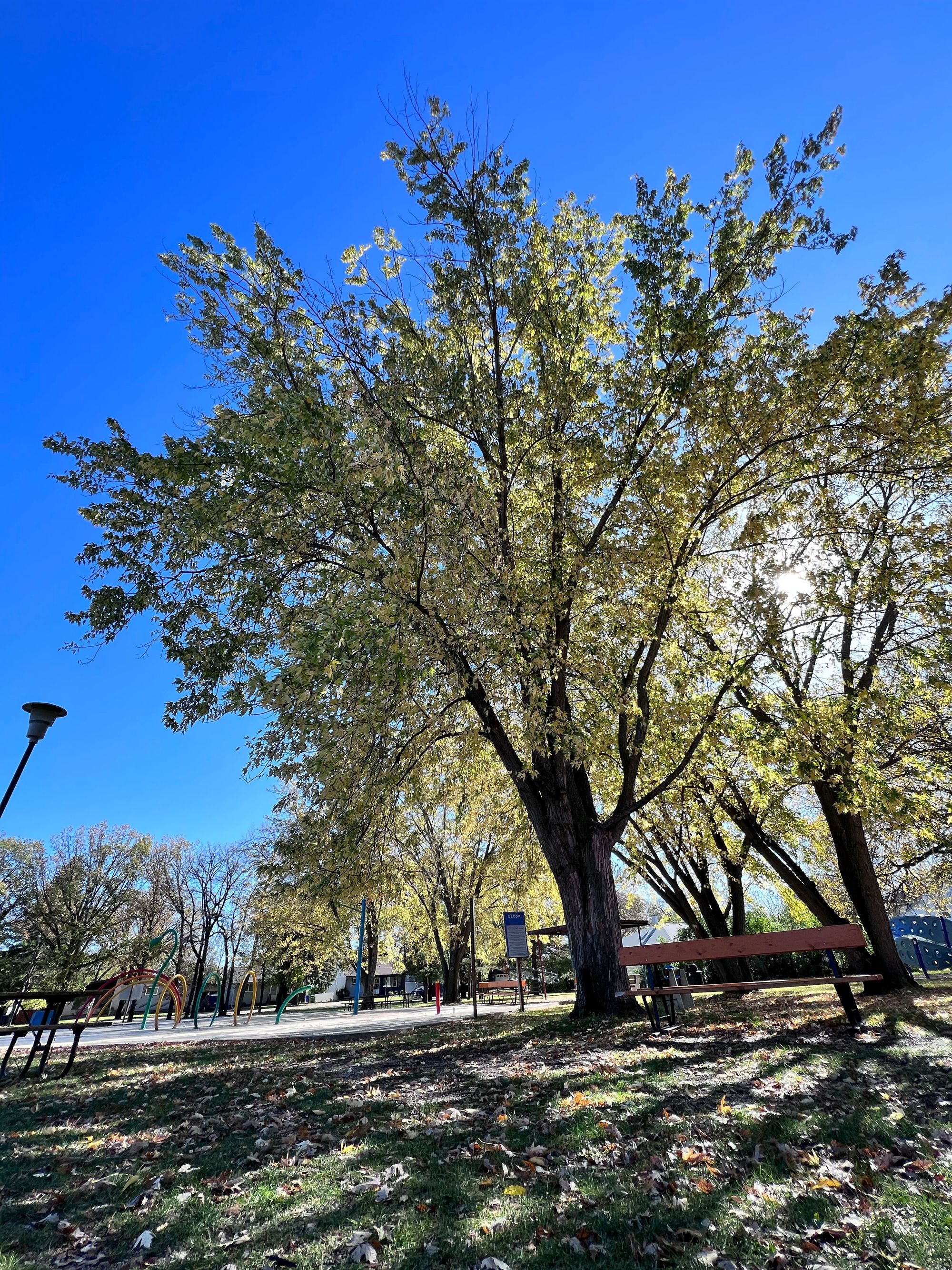 Sharpening Gallery, Shade Tree Sharpening